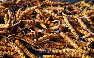 冬蟲夏草多長時間形成一根？自然孕育與人工培育的周期密碼