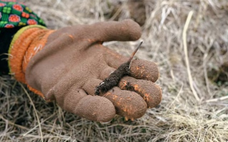 冬蟲夏草禁采之后：生態(tài)與需求的平衡之道