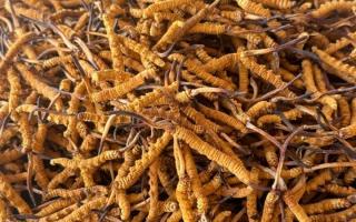 冬蟲夏草專業(yè)存放指南：這樣存，品質(zhì)不打折