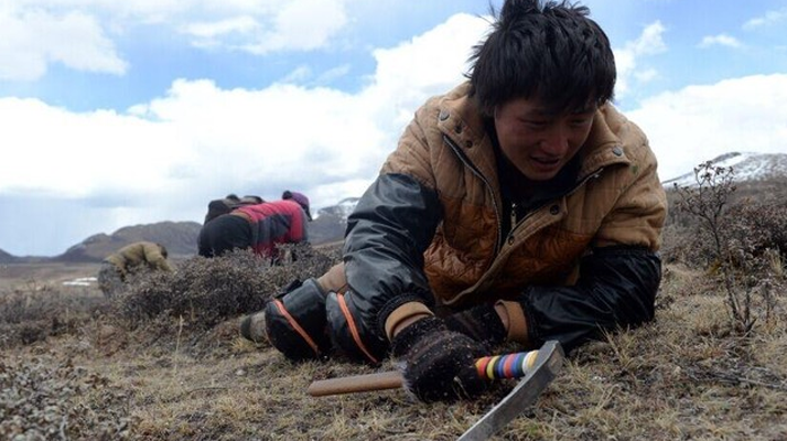 那曲<a href=http://www.jasw8.com/sdph/wacr/ target=_blank class=infotextkey>挖草人</a>阿旺的蟲草采摘時(shí)間表 