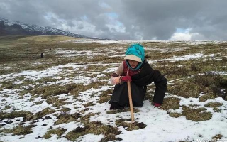 冬蟲夏草專家解讀：哪里的冬蟲夏草品質最優(yōu)？