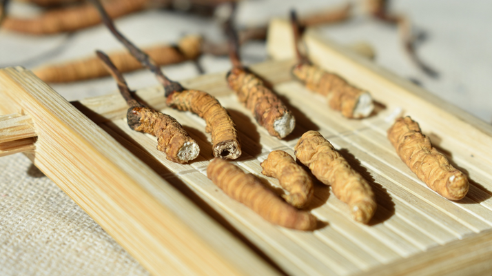 斷的<a href=http://www.jasw8.com/ target=_blank class=infotextkey>冬蟲夏草</a>一克啥價(jià) 