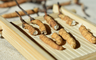 斷的冬蟲夏草一克啥價(jià)？2025 年實(shí)用行情嘮明白