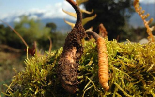 野生冬蟲(chóng)夏草長(zhǎng)什么樣？我跟你嘮嘮-西藏那曲蟲(chóng)草網(wǎng)