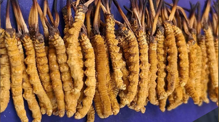 挖了三十年蟲草，這些采摘的苦，沒經(jīng)歷過的人真不懂