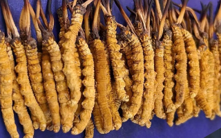 挖了三十年蟲草，這些采摘的苦，沒經(jīng)歷過的人真不懂