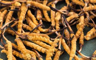 燉了二十年蟲草湯，這口感我太熟了，跟你細細說