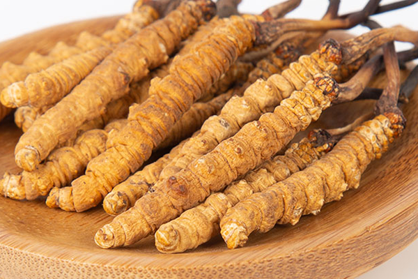  人工培育的冬蟲夏草有哪些功效和作用？