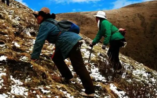  人工培育的冬蟲夏草和野生冬蟲夏草有什么區(qū)別？