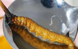 適合生理期喝的西洋參冬蟲夏草搭配茶飲