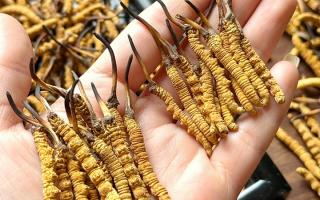 東強堂科普：雪山冬蟲夏草無“葉”！那曲珍品的草頭形態(tài)藏著品質(zhì)密碼