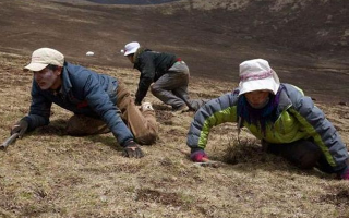 采挖冬蟲夏草危險嗎？安全嗎？