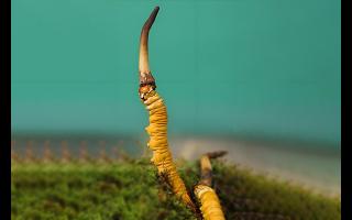  雪山冬蟲夏草的生長周期是多久？