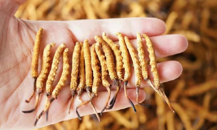 冬蟲(chóng)夏草各地產(chǎn)量揭秘