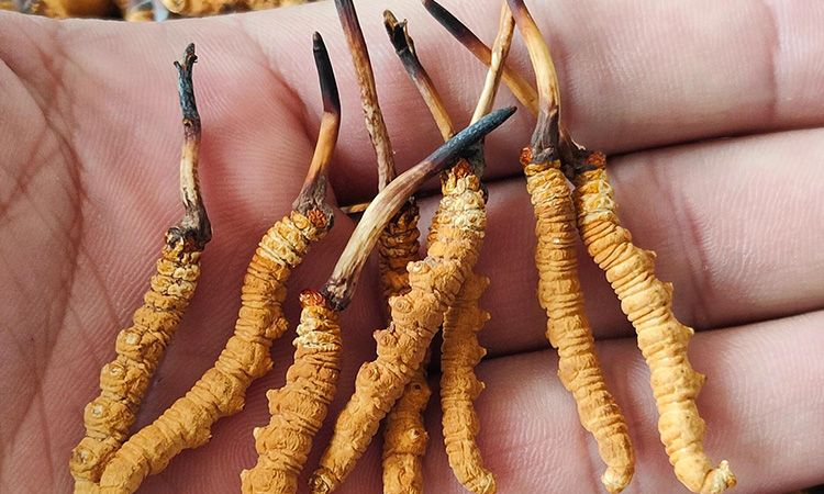 冬蟲夏草正確保存方法