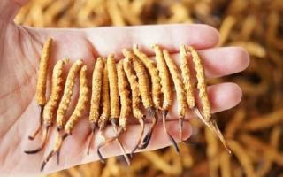 冬蟲(chóng)夏草各地產(chǎn)量揭秘，西藏那曲蟲(chóng)草網(wǎng)帶你看清產(chǎn)區(qū)產(chǎn)量格局-西藏那曲蟲(chóng)草網(wǎng)