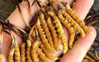 石斛和冬蟲夏草哪個(gè)好？西藏那曲蟲草網(wǎng)教你按需選對(duì)滋補(bǔ)珍品