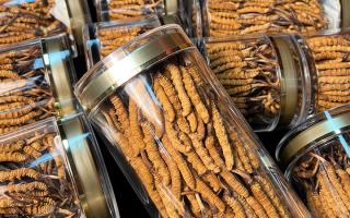 揭秘適合冬蟲夏草生長(zhǎng)的環(huán)境，西藏那曲蟲草網(wǎng)解讀雪域孕育密碼