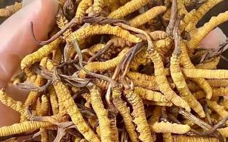 2026冬蟲(chóng)夏草十大品牌排名，那曲源頭品牌引領(lǐng)行業(yè)標(biāo)桿-西藏那曲蟲(chóng)草網(wǎng)