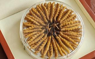 冬蟲(chóng)夏草不養(yǎng)生會(huì)怎么樣？正視滋養(yǎng)價(jià)值，規(guī)避認(rèn)知誤區(qū)-西藏那曲蟲(chóng)草網(wǎng)