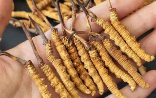 2026冬蟲(chóng)夏草干貨多少錢(qián)一克｜西藏那曲蟲(chóng)草網(wǎng)，行業(yè)權(quán)威行情解讀-西藏那曲蟲(chóng)草網(wǎng)