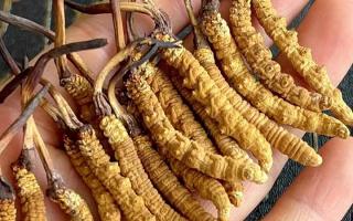 藏紅花和冬蟲(chóng)夏草哪個(gè)貴？揭秘2026年最新價(jià)格真相-西藏那曲蟲(chóng)草網(wǎng)