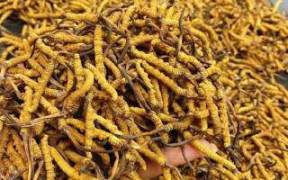 西藏那曲蟲草網(wǎng)｜一克冬蟲夏草煲多少水合適？行業(yè)權威指南來了