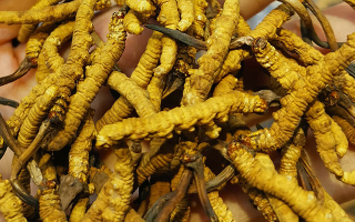 冬蟲夏草哪家牌子好？3大核心標準+優(yōu)質(zhì)品牌盤點