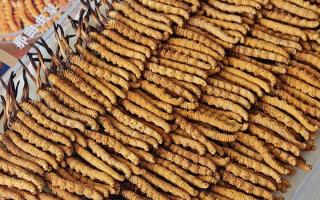 寶寶可以服用冬蟲夏草嗎？權威指南，科學滋補不踩坑