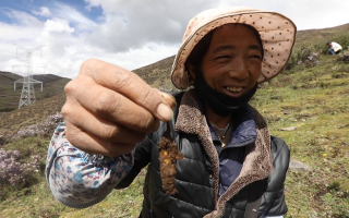 西藏哪個地區(qū)冬蟲夏草好？那曲蟲草穩(wěn)居品質之巔