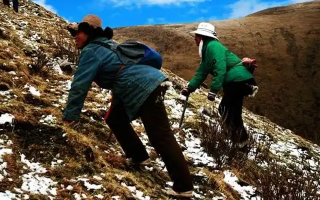 冬蟲夏草如何區(qū)別好壞？那曲行業(yè)平臺教你4步精準鑒別