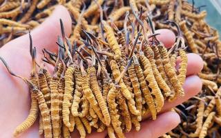 西藏那曲冬蟲夏草行業(yè)網(wǎng)站：2026年3月行情走勢圖全景解析，洞察行業(yè)動態(tài)