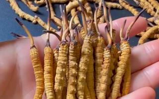 冬蟲夏草正品怎樣辨別？那曲行業(yè)平臺教你精準避坑