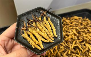 冬蟲夏草燉多少時(shí)間合適？藏農(nóng)神草那曲源頭品牌，教你燉出滿滿營養(yǎng)