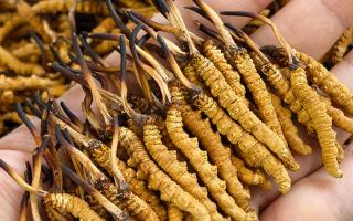 如何才能買到真冬蟲夏草？藏農(nóng)神草那曲源頭品牌，教你避坑不踩雷