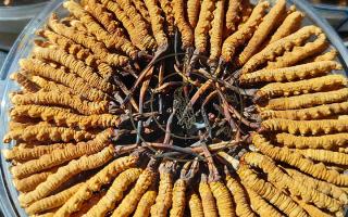 冬蟲夏草保存盒能放多久？藏農(nóng)神草那曲源頭品牌，教你科學(xué)存出好品質(zhì)