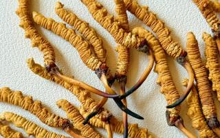 去西藏哪里買冬蟲夏草？藏農(nóng)神草那曲源頭品牌，解鎖本地正宗選購地