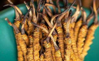 西藏那曲冬蟲夏草熬粥攻略：這樣熬最營養(yǎng)、最入味